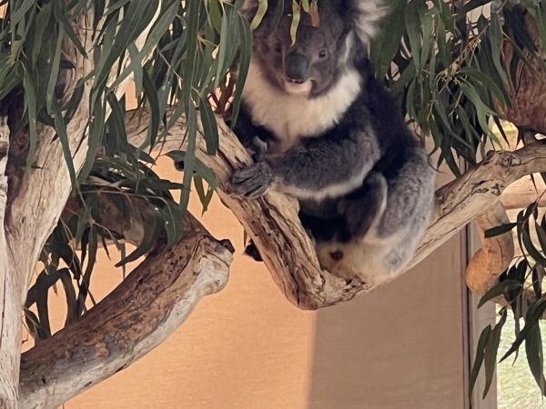 Weltreise 2024 – Tag 37 – Adelaide