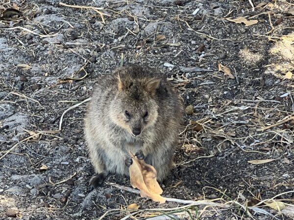 Weltreise 2024 – Tag 41 – Perth / Freemantle